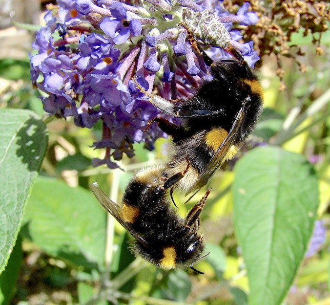 bumblebee